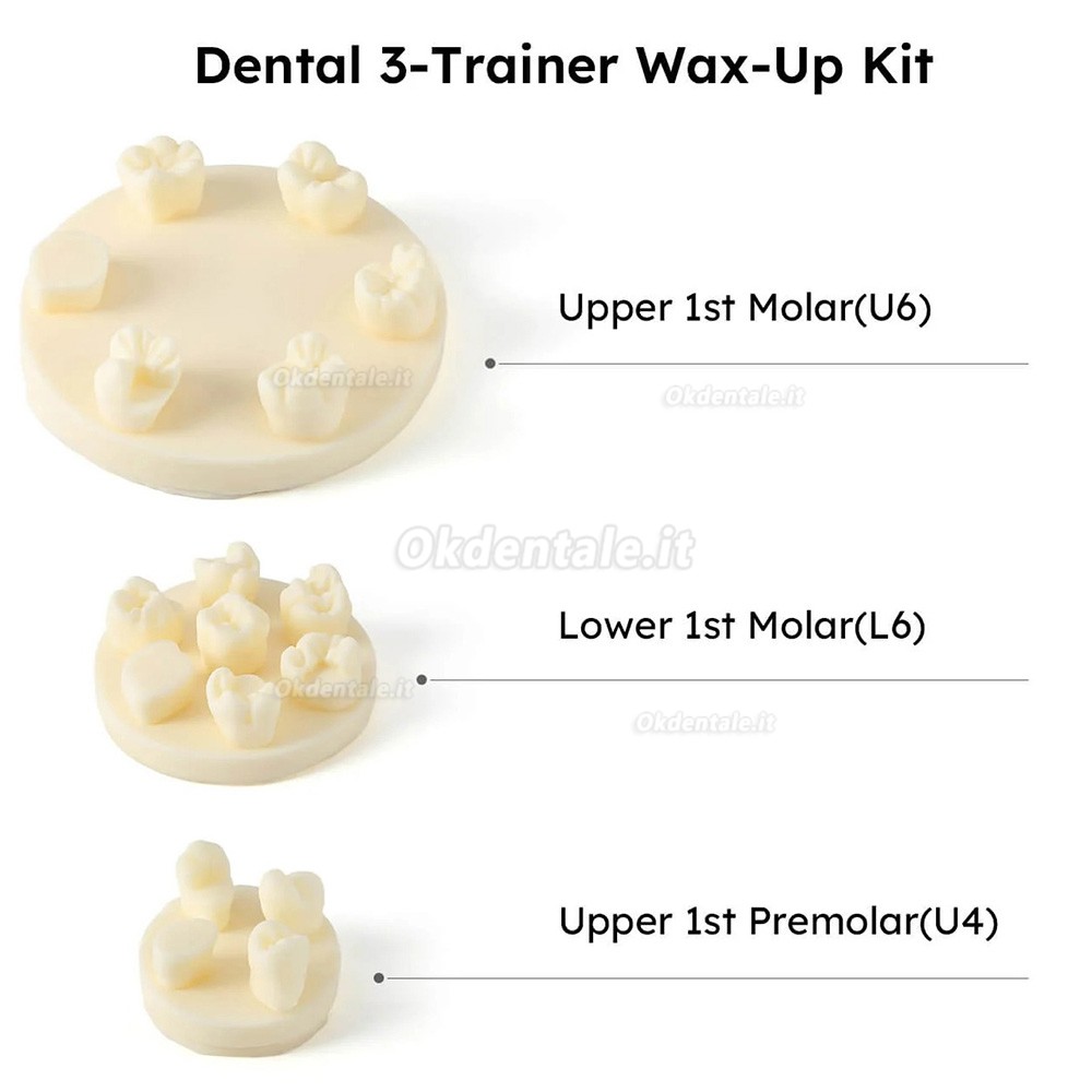 Kit di formazione per modelli di pratica della morfologia dei denti, 3 pezzi/confezione, posizioni U6/L6/U4 (gesso/resina)